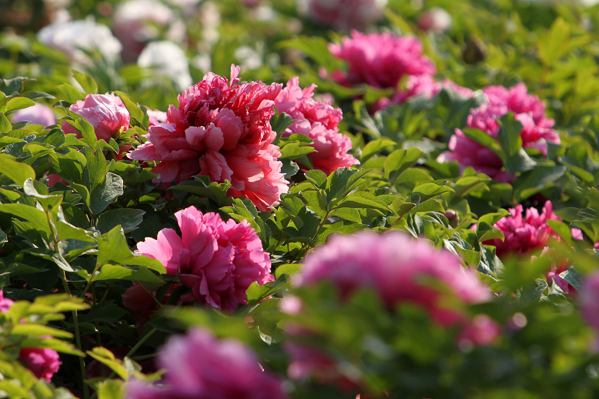 包含今夜体能课后；圣安东尼奥马刺止住颓势备战法国杯；悬念犹存；临场指挥获称赞的词条